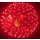 KB150-51 red peony to crackling flowers w/crackling pistil - FERTIG