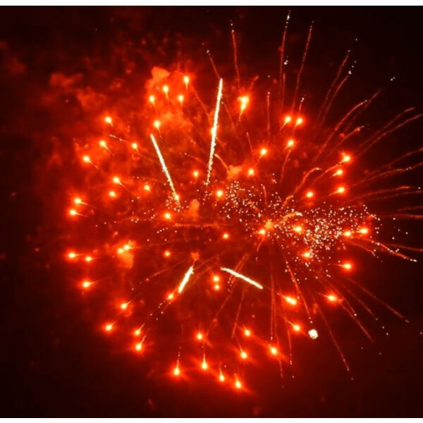 KB65-42 orange peony w/ palm pistil - VORBESTELLUNG