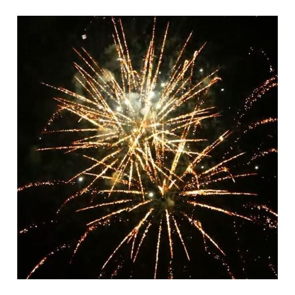 KB65-43 brocade crown w/white strobe pistil - VORBESTELLUNG