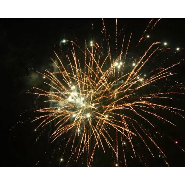 KB75-92 brocade crown to white strobe w/white strobe pistil - VORBESTELLUNG